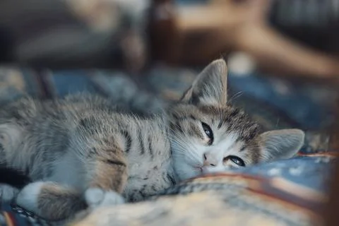Cute kitty sleeping on blanket. Close up Stock Photos