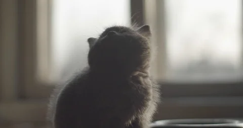 Cute kitty waiting for dinner backlit by window natural light indoors  Stock Footage 120599525