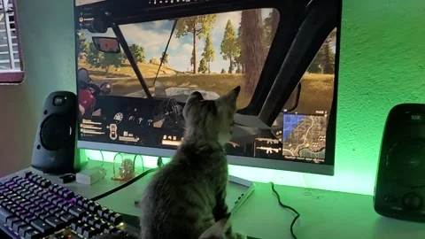 Cute kitty watching game on computer screen 스톡 동영상 235431051
