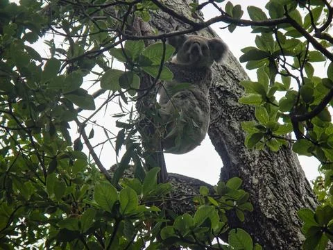 A cute koala bear can be seen hanging from a sturdy tree branch Magnetic Island Stock Photos