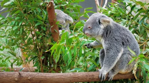 Koala Bear Stock Footage ~ Royalty Free Stock Videos | Pond5