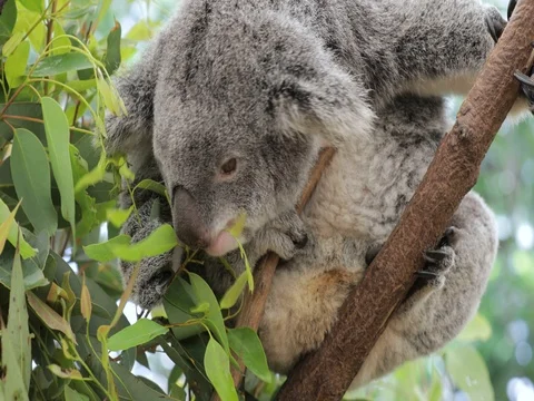 Koala Stock Video Footage | Royalty Free Koala Videos | Pond5 Koala Stock Video Footage | Royalty Free Koala Videos | Pond5