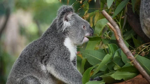 Cute koala bear eating green eucalyptus leaves Stock Footage 112974215