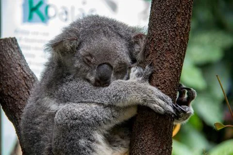 Cute Koala bear hugging tree in Cairns Australia Stock Photos
