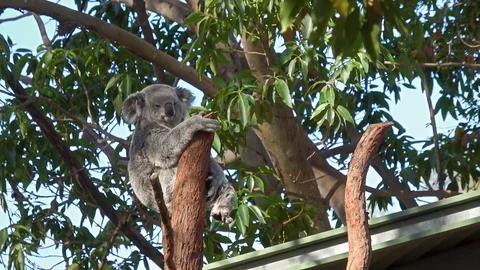 Cute Koala bear sitting and yawning on gum tree Stock Footage 80926930