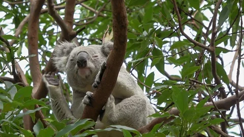 Cute Koala bear sitting on branch and scratching itself Stock Footage