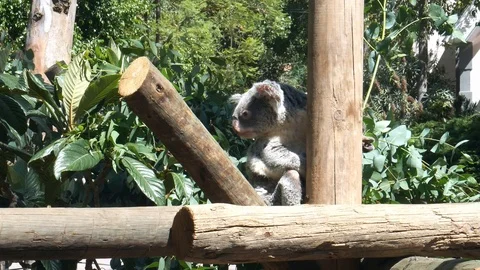 Cute Koala bear sitting on branch Stock Footage 112628557