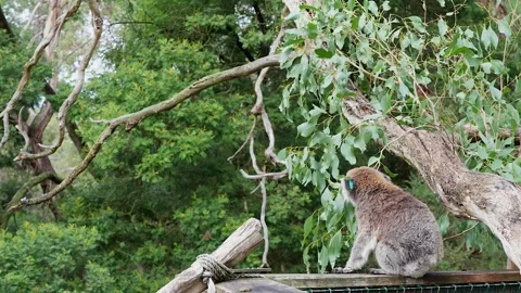 Cute Koala bear sitting on tree branch eating Eucalyptus leaves. Stockbeeldmateriaal 241146055