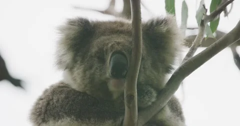 Cute Koala Bear Sleeping, Close Up, 8K Stock Footage 333954053