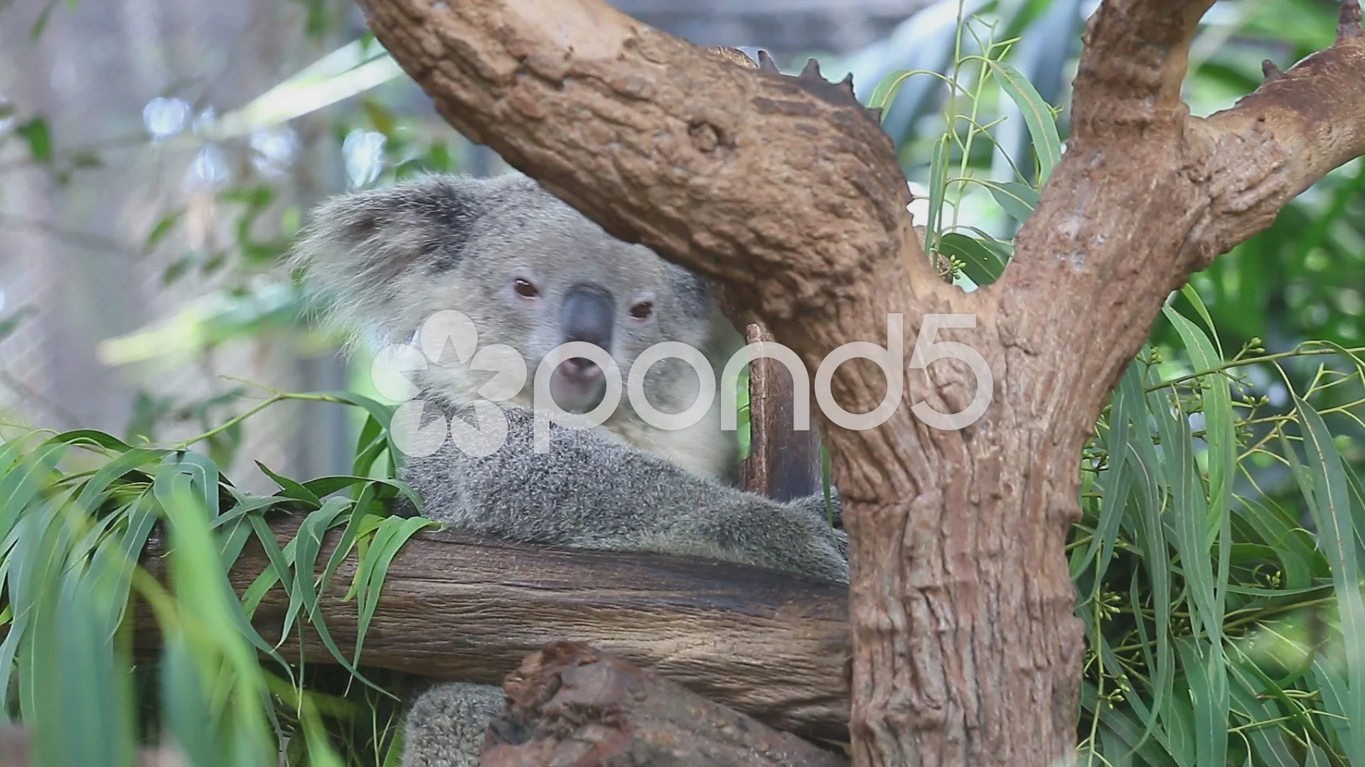 koala sleeping in tree