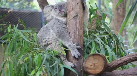 Cute Koala Bear Sleeping On Tree | Stock Video | Pond5