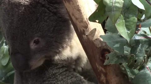 Cute Koala Bear in tree branch 스톡 동영상 52527532