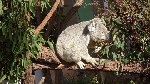 Cute Koala bear in the zoo Video stock 80927056