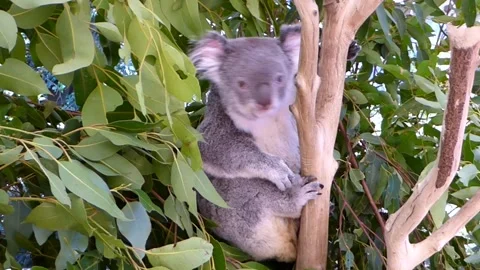 A cute Koala climbing a tree Stock Footage 153517463