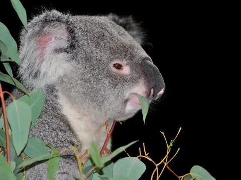 Cute koala eating eucalyptus Stock Photos