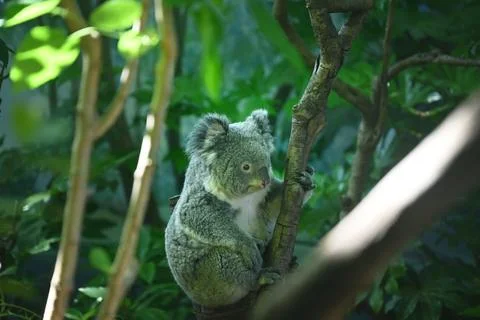 A cute koala grab the tree branch in the zoo Fotos de archivo