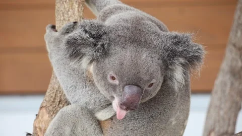 Cute koala grooming on tree branch 動画素材 338009733