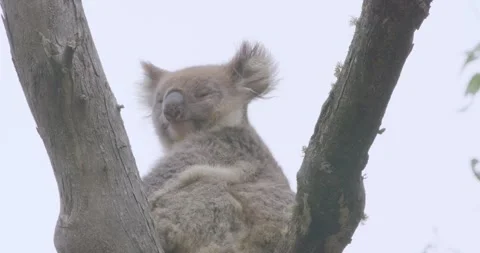 Cute Koala On Gum Tree Branch, 8K Stockbeeldmateriaal 332190731