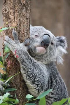 Cute koala hugging tree Stockfoto's