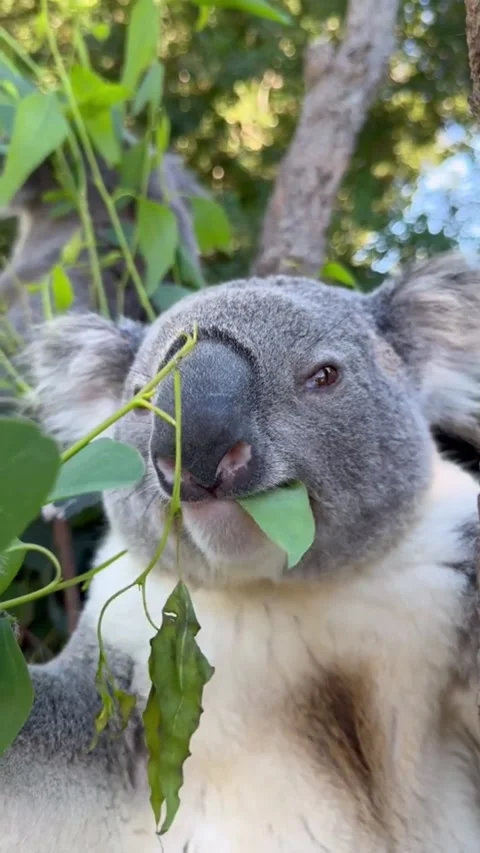 Cute koala resting and eating eucalyptus leaves in a tree 스톡 동영상 345116523