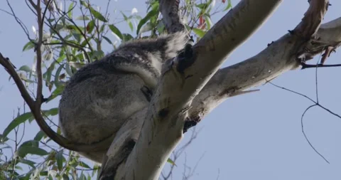 Cute Koala Sitting on Branch Stock Footage 316733103