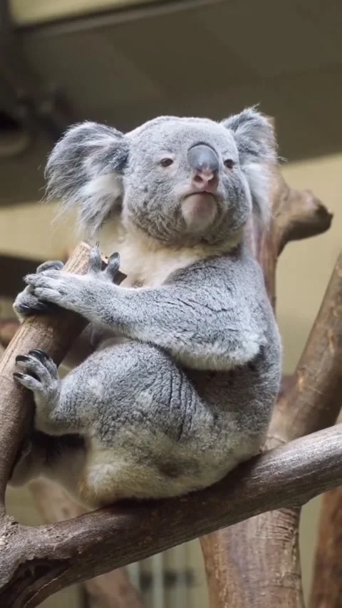 A cute koala sitting on a tree branch in a zoo enclosure Vidéo 334353333