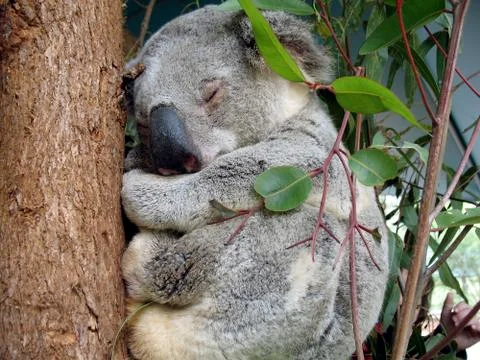 Cute Koala sleeping on an eucalyptus tree near Brisbane, Australia Stock Photos