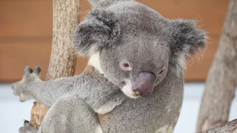 Cute koala sleeps curled on tree, fur soft, ears prominent 스톡 동영상 338009814