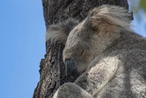 Cute Koala Wild in a Eucalyptus tree high up in Canopy of the forest Stock Photos