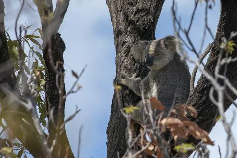 Cute Koala Wild in a Eucalyptus tree high up in Canopy of the forest Stock Photos