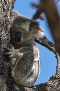 Cute Koala Wild in a Eucalyptus tree high up in Canopy of the forest Stock Photos