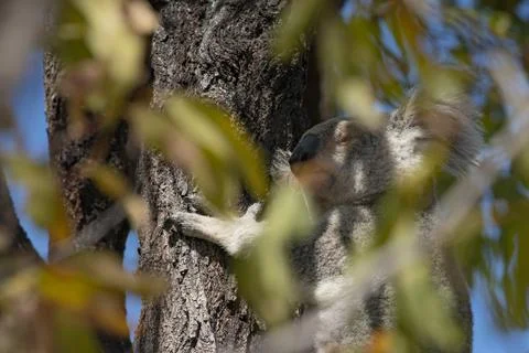 Cute Koala Wild in a Eucalyptus tree high up in Canopy of the forest Stock Photos