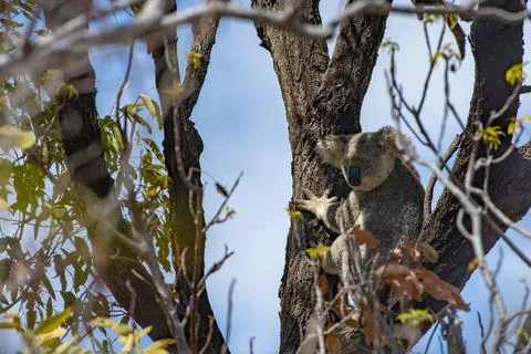 Cute Koala Wild in a Eucalyptus tree high up in Canopy of the forest Stock Photos