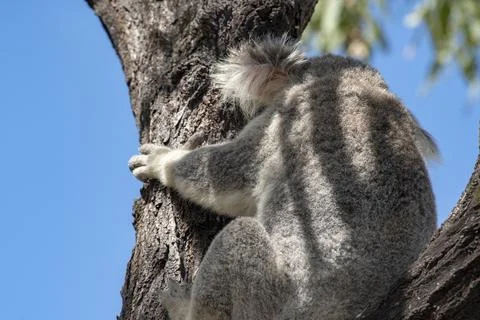 Cute Koala Wild in a Eucalyptus tree high up in Canopy of the forest Stock Photos