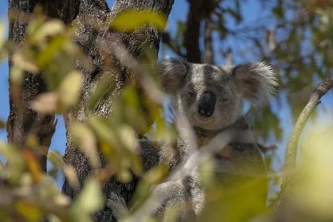 Cute Koala Wild in a Eucalyptus tree high up in Canopy of the forest Stock Photos