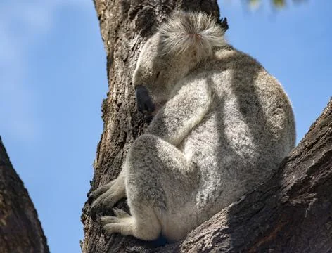Cute Koala Wild in a Eucalyptus tree high up in Canopy of the forest Stock Photos