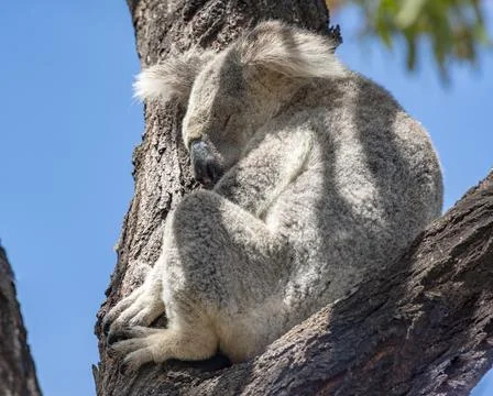 Cute Koala Wild in a Eucalyptus tree high up in Canopy of the forest Stock Photos