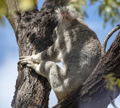 Cute Koala Wild in a Eucalyptus tree high up in Canopy of the forest Stock Photos