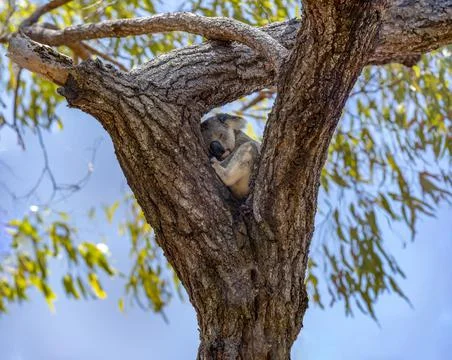 Cute Koala Wild in a Eucalyptus tree high up in Canopy of the forest Stock Photos