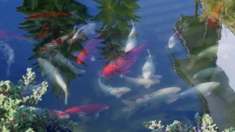 Cute Koi Fish Stock Footage 231657661