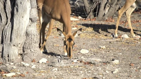 Cute Kudu antelopes Stock-Footage 115694409