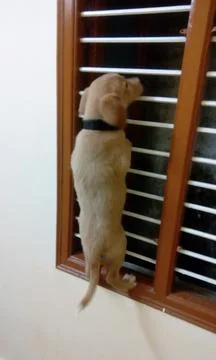Cute Lab up Climbing window rails Stock Photos