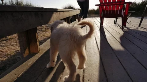 Cute Lab Puppy Jumping Off of Deck Camera Following Behind Stock Footage 53121509
