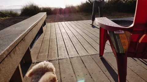 Cute Lab Puppy Jumping Off of Deck Camera Following Stock Footage 53121542