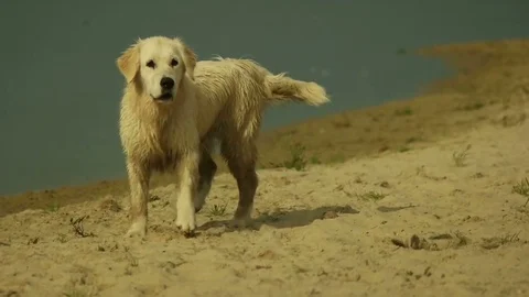 Cute labrador on the beach Stock Footage 78526311