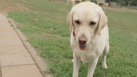 Cute Labrador Close-Up with Playful Expression Stock Footage 315464668