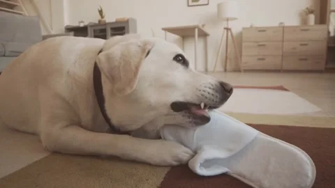 Cute Labrador Having Fun With a Slipper at Home Stock Footage 321036291