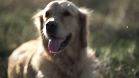 Cute Labrador lying in the field and resting Vídeo Stock 97628719