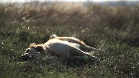Cute Labrador lying in the field and resting Video stock 97628946