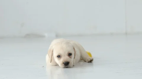 Cute Labrador puppy eats and then lies near on a white floor 스톡 동영상 120161910